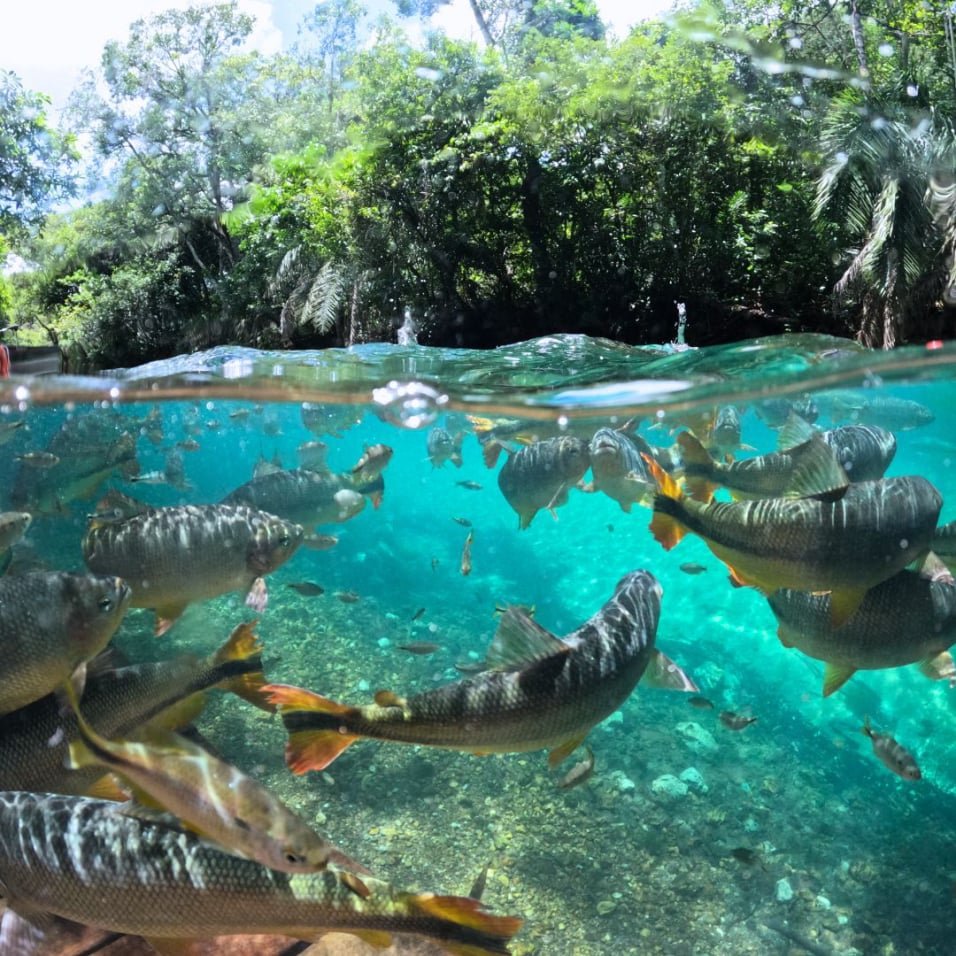 imersão aquática na flutuação da praia da figueira