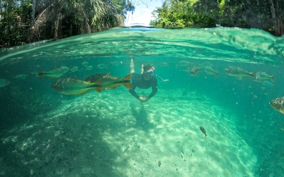 Snorkeler floating among fish in the crystal-clear river at Praia da Figueira, Bonito-MS